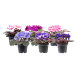 African Violet
