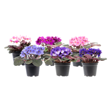 African Violet