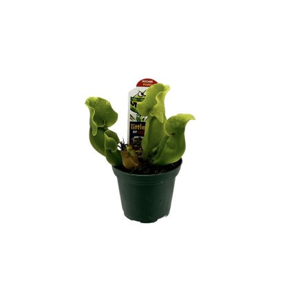Pitcher Plant - Sarracenia Sp