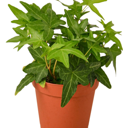 Ivy