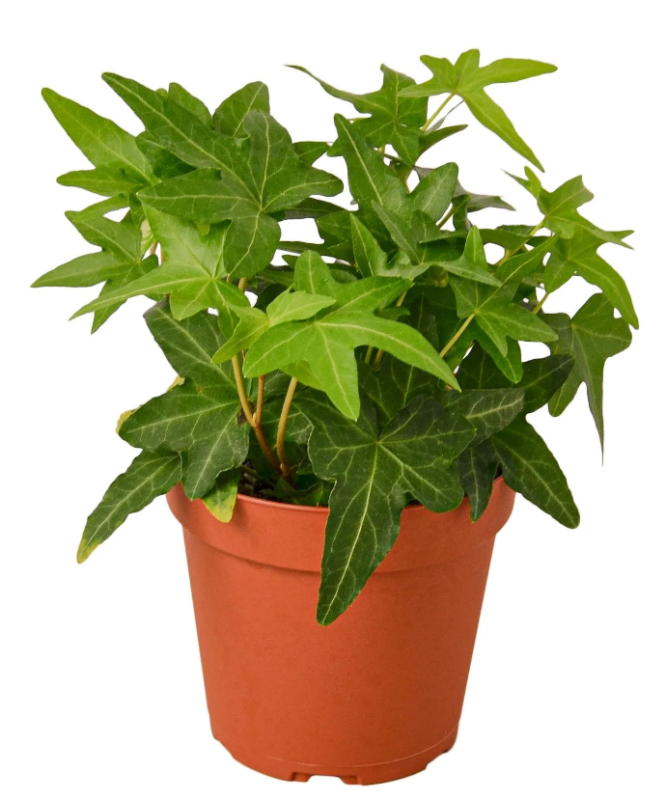 Ivy