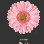 Bellita