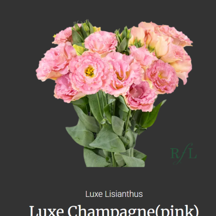 Luxe Champagne
