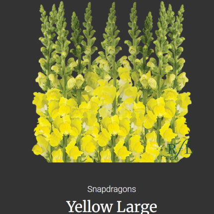 Snapdragon Yellow