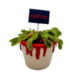Bloody Pot With Venus Fly Trap in a Display Box