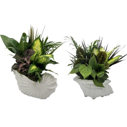 Ceramic Conch Shell Assortment With Dish Garden