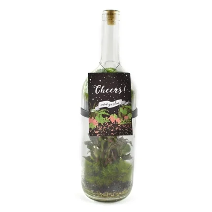 Cheers! Wine Bottle Terrarium With 2 Levels Of Plants