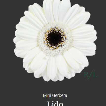 Lido