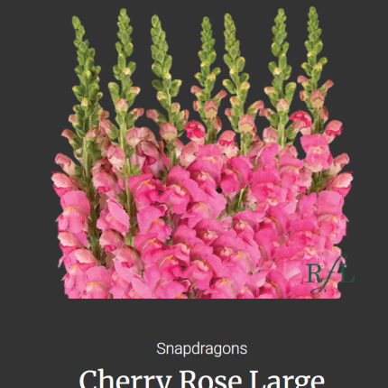 Cherry Rose