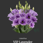 VIP Lavender