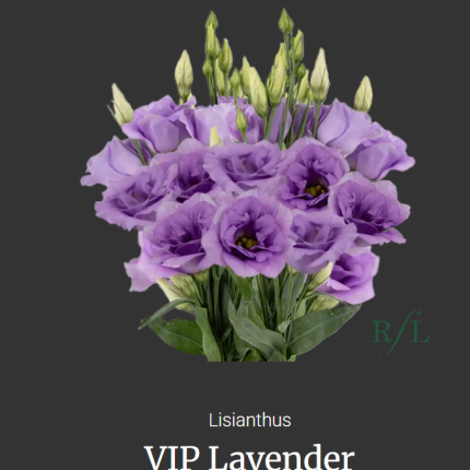 VIP Lavender