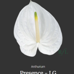 Presence