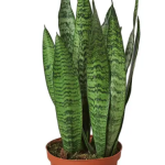 Sansevieria