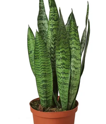 Sansevieria