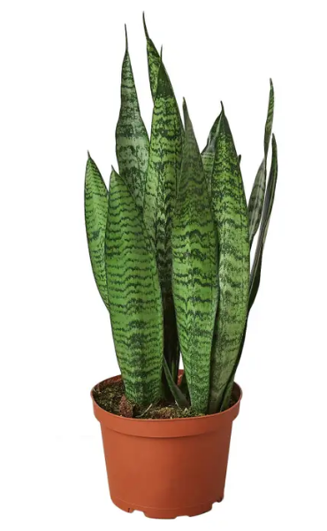 Sansevieria