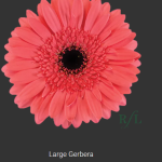 Tutu