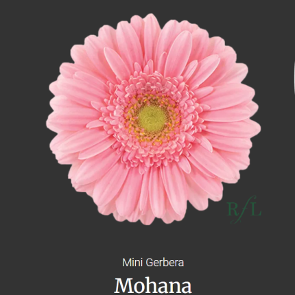Mohana