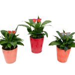Sizzlin' Summer Ceramic Assortment With 4" Spath & Sunglasses Pick