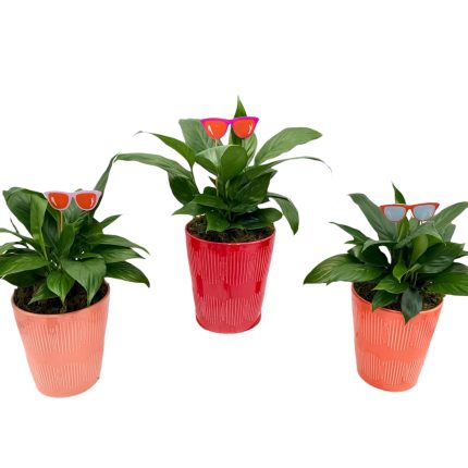 Sizzlin' Summer Ceramic Assortment With 4" Spath & Sunglasses Pick