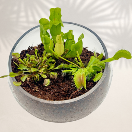 Carnivorous Glass Slope Terrarium