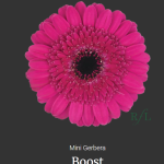 Boost