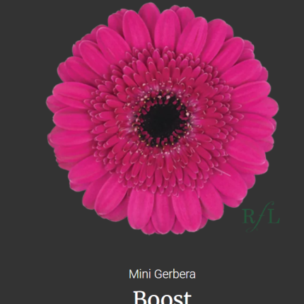 Boost