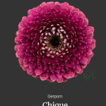 Chique