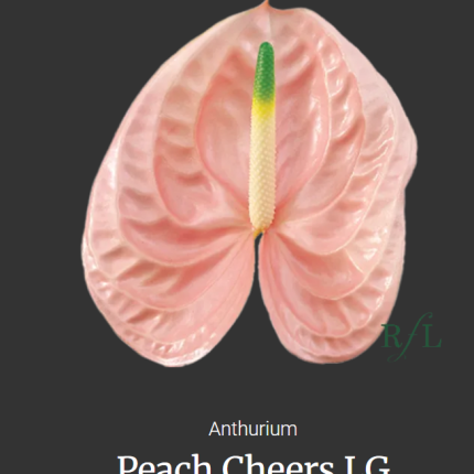 Peach Cheers