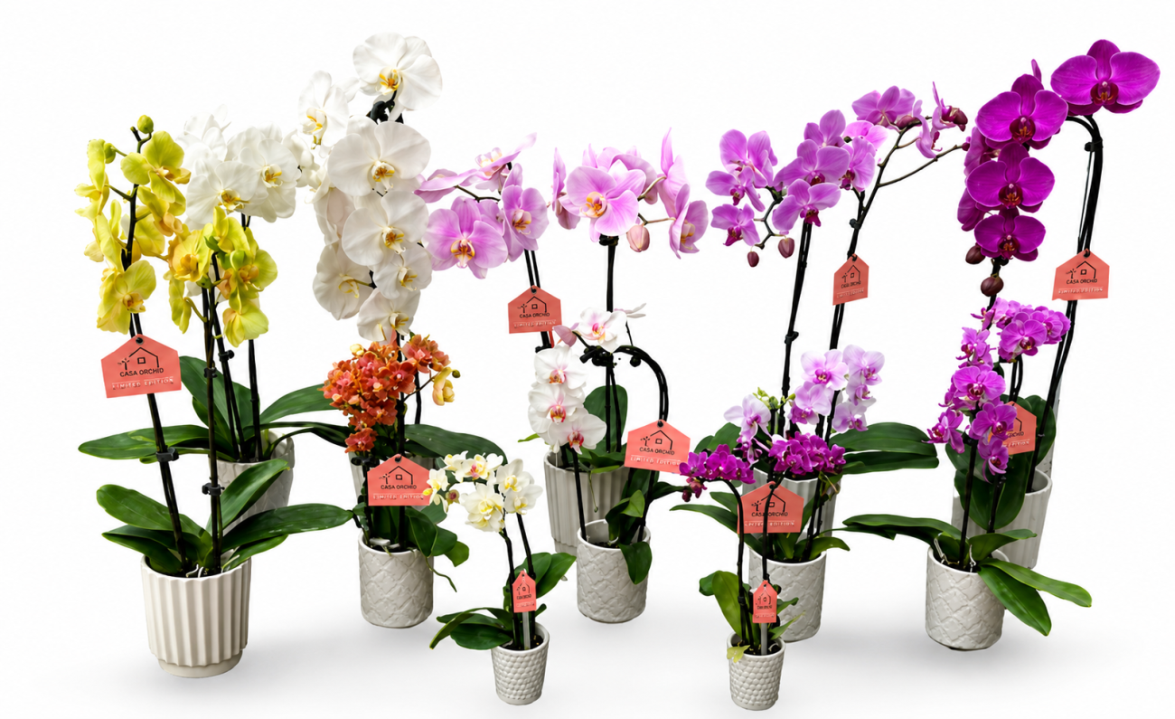 Value Orchid Florist Box! - Mixed (All Ceramic)