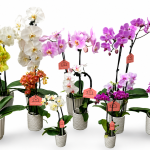 Value Orchid Florist Box! - Mixed (All Ceramic)