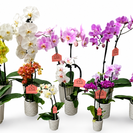 Value Orchid Florist Box! - Mixed (All Ceramic)