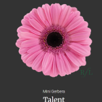 Talent
