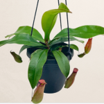 Nepenthes Pitcher Plant Asst.