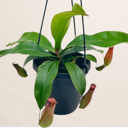 Nepenthes Pitcher Plant Asst.