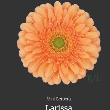 Larissa