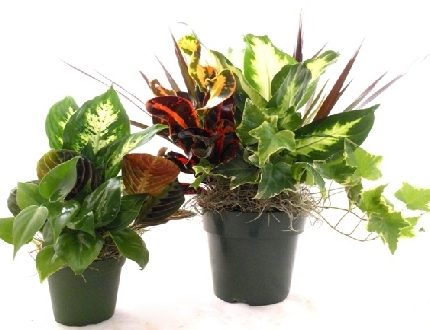 Foliage Combination In Clear Plastic Pot