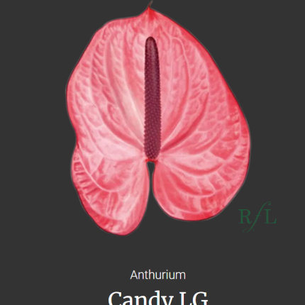 Candy