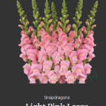 Light pink