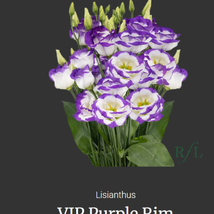VIP Purple Rim