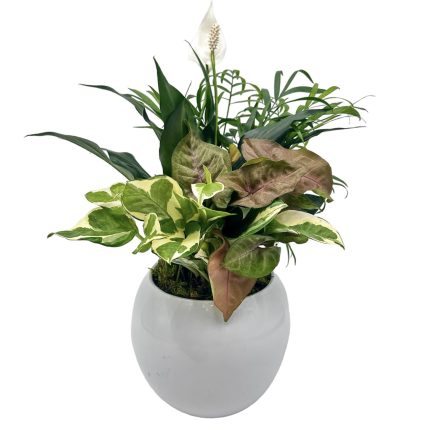Maddie Ceramic With Dish Garden