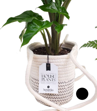 Mantra Cotton Hanger