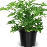Citronella Mosquito Plant