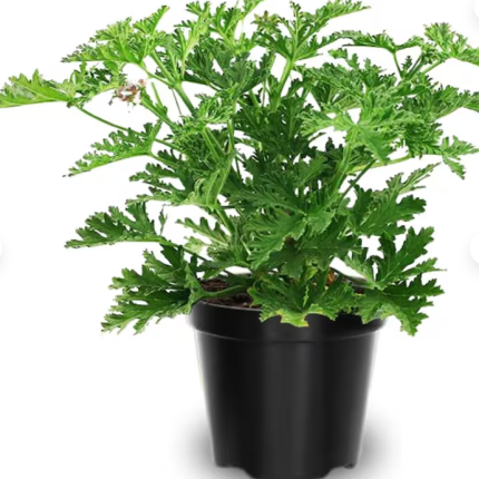 Citronella Mosquito Plant