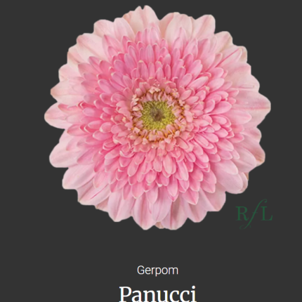 Panucci