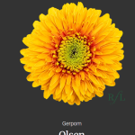 Olsen