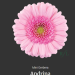 Andrina