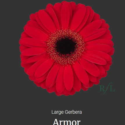 Armor