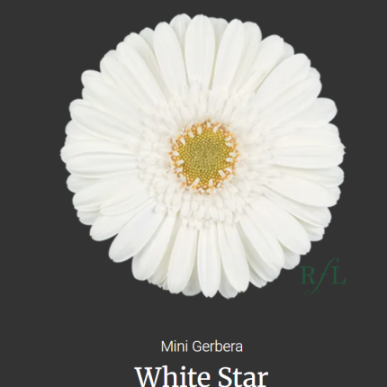 White Star