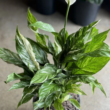 Peace Lily Domino (Variegated)