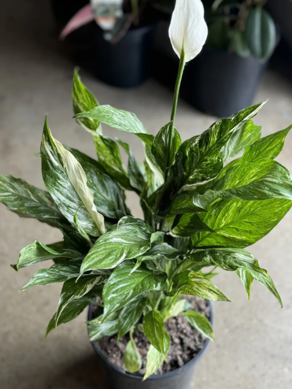 Peace Lily Domino (Variegated)